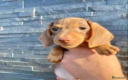 Miniature Dachshund dogs for sale: Miniature dachshunds READY NOW - Advert 14