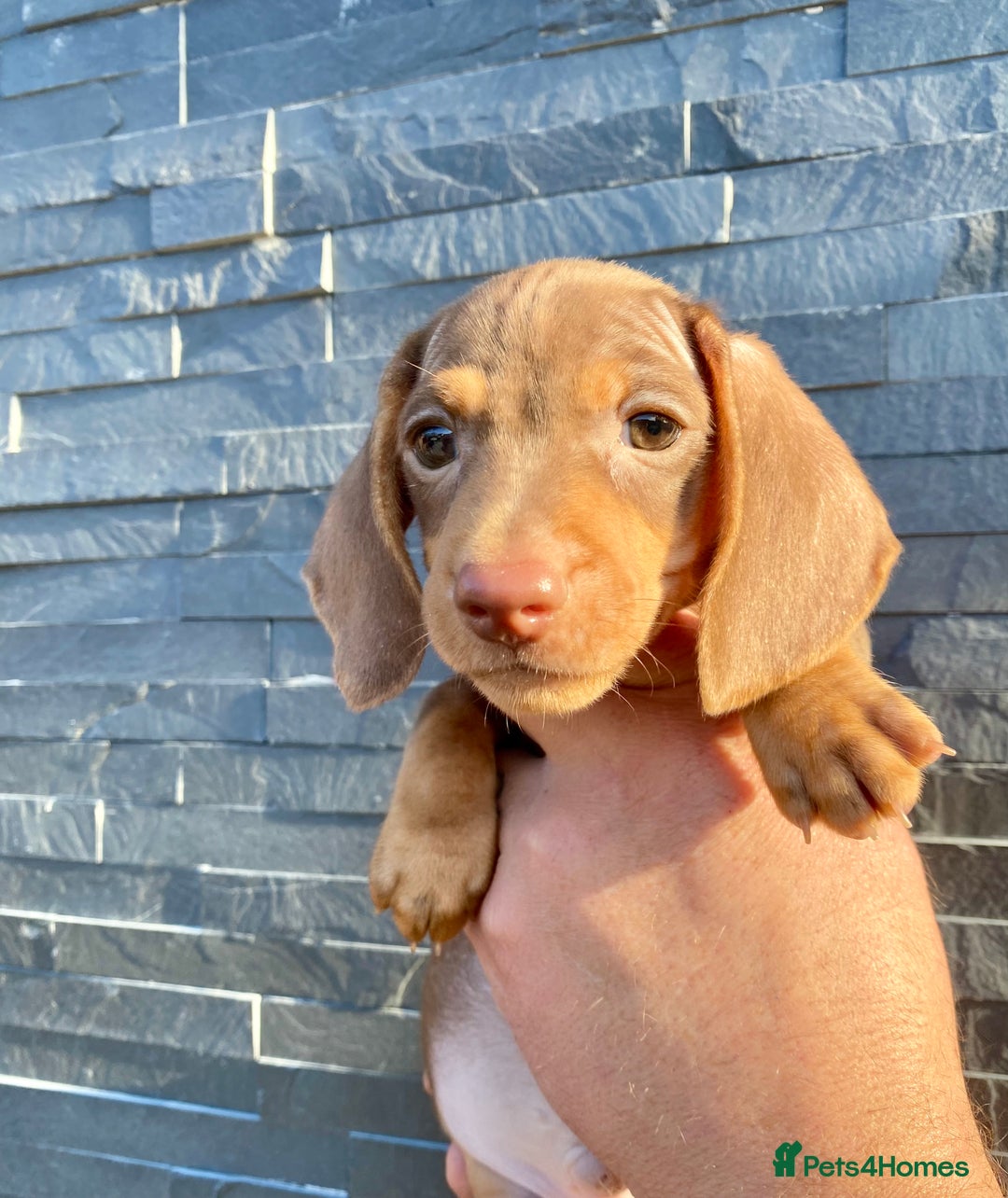 Miniature Dachshund dogs for sale: Miniature dachshunds READY NOW - Advert 14