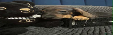 Miniature Dachshund 4