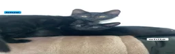 Mixed Breed cats for sale: 4 Beautiful black kittens - Advert 5