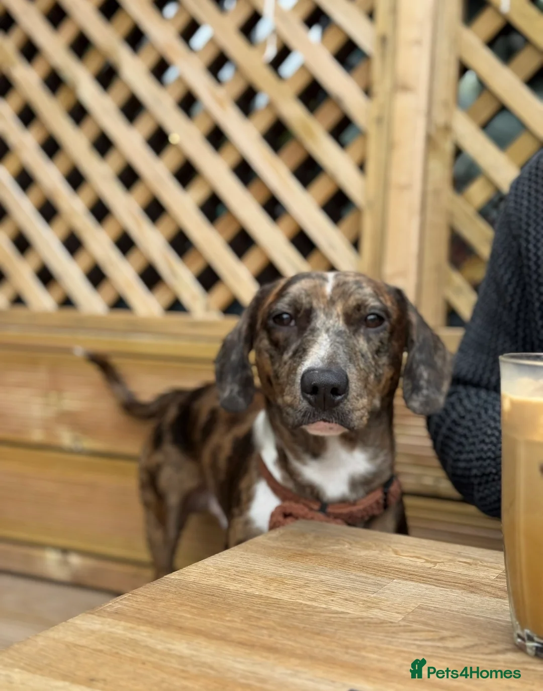 Mixed Breed dogs for sale: Friendly Dachshund x Staffy Needs New Home - Advert 1
