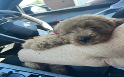 Cavapoo dogs for sale: 2 Cavapoo baby boys - Image 3