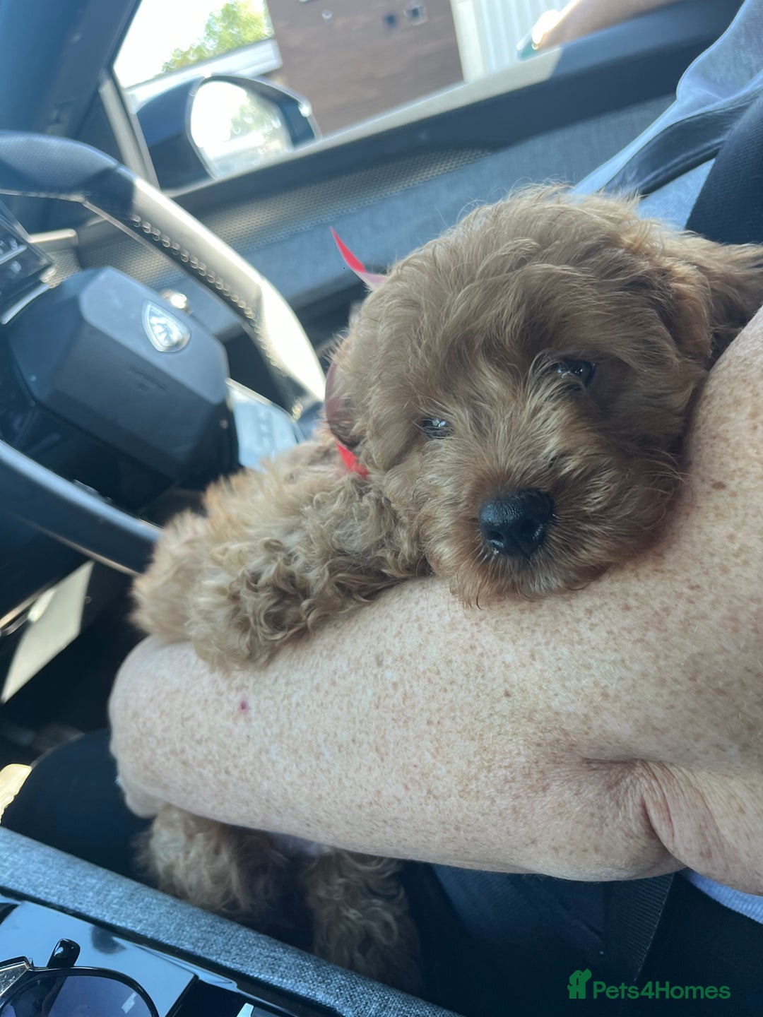 Cavapoo dogs for sale: 2 Cavapoo baby boys - Image 3