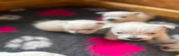 West Highland Terrier dogs for sale: Beautiful KC registered westie puppies - Advert 13
