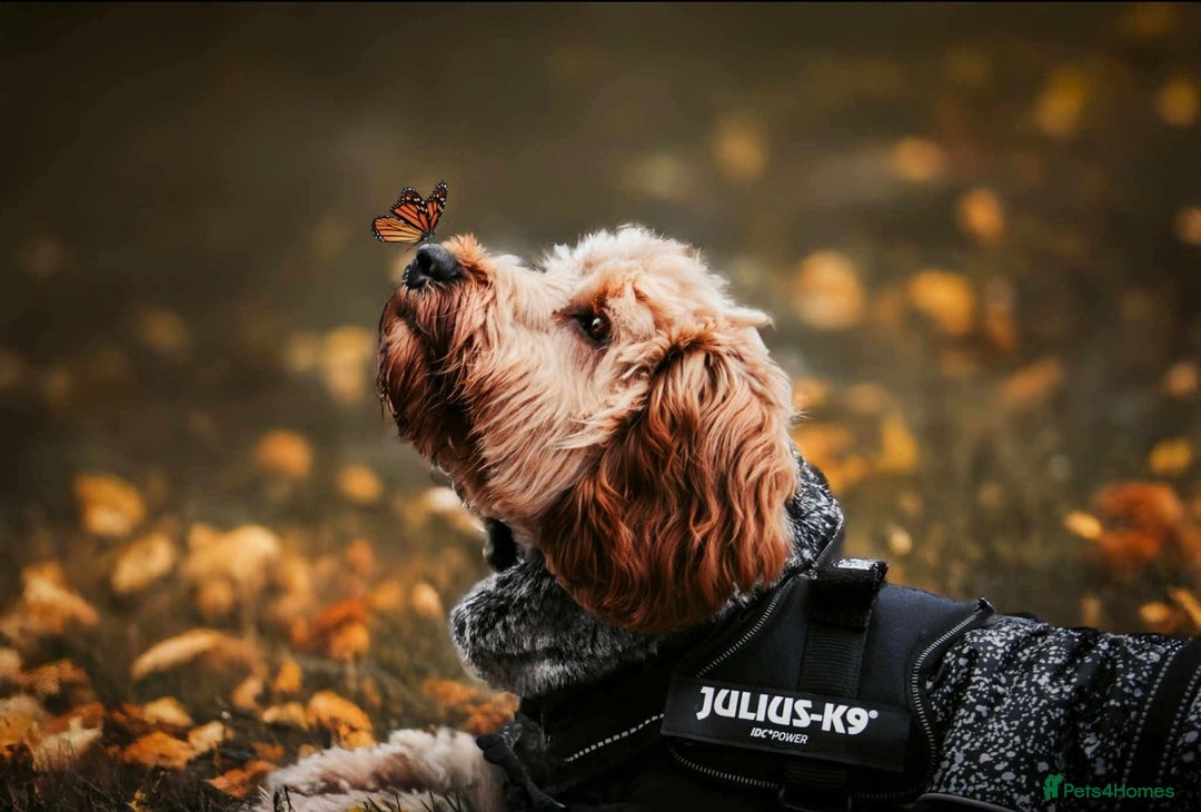 Cockapoo dogs for stud: F1 Cockapoo Milo for stud - Image 10