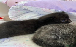 Domestic Shorthair cats for sale: Black kittens - Image 6