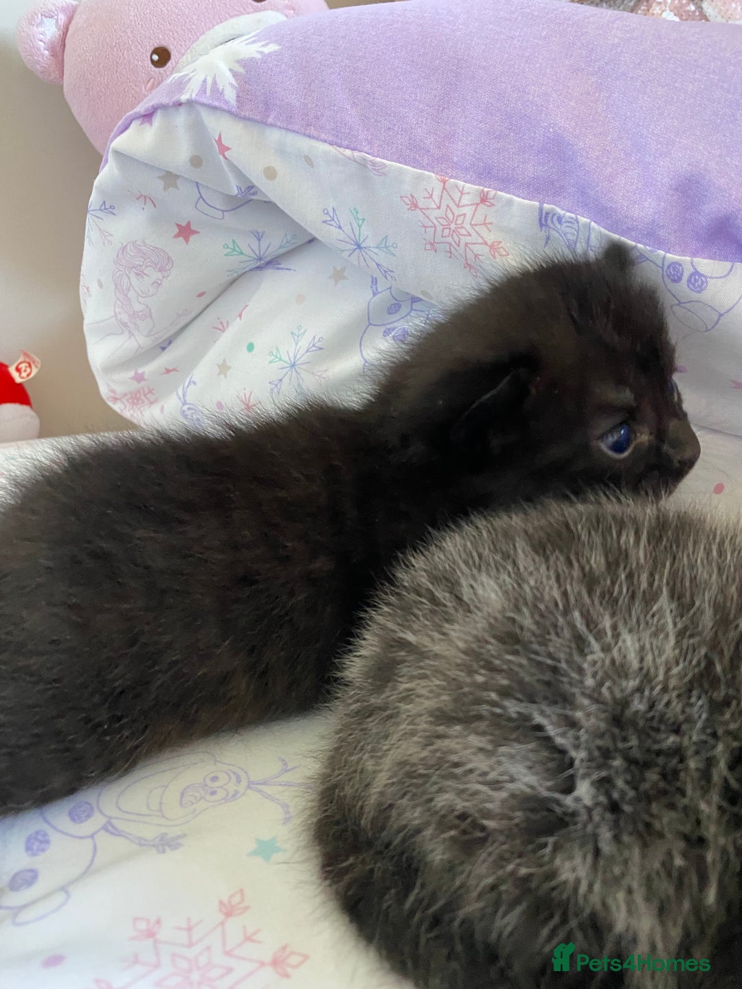 Domestic Shorthair cats for sale: Black kittens - Image 6