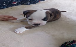 Mixed Breed dogs for sale: Beautiful Big Old Thyme bulldog x Staffy Pups  - Image 5