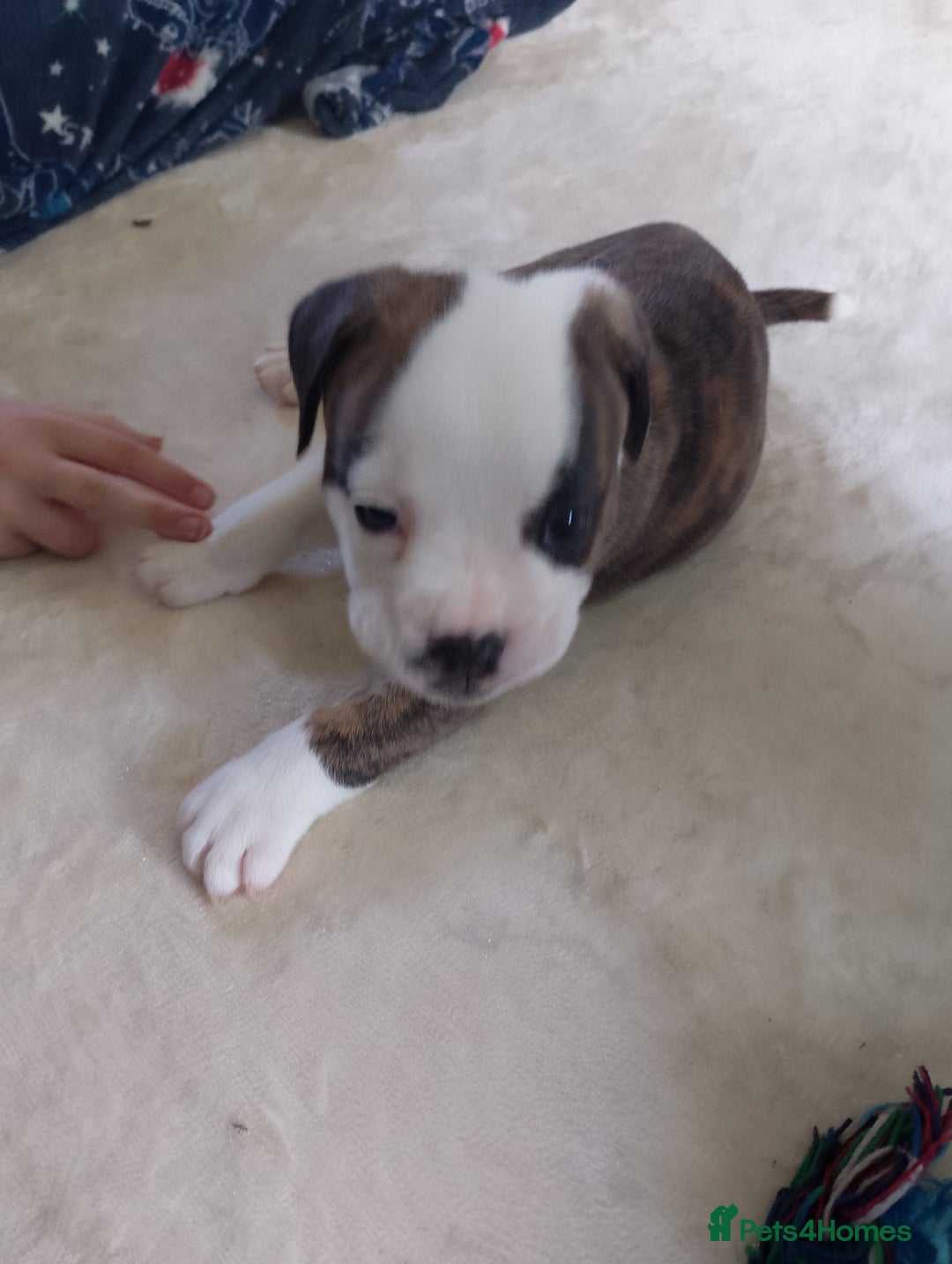 Mixed Breed dogs for sale: Beautiful Big Old Thyme bulldog x Staffy Pups  - Image 5