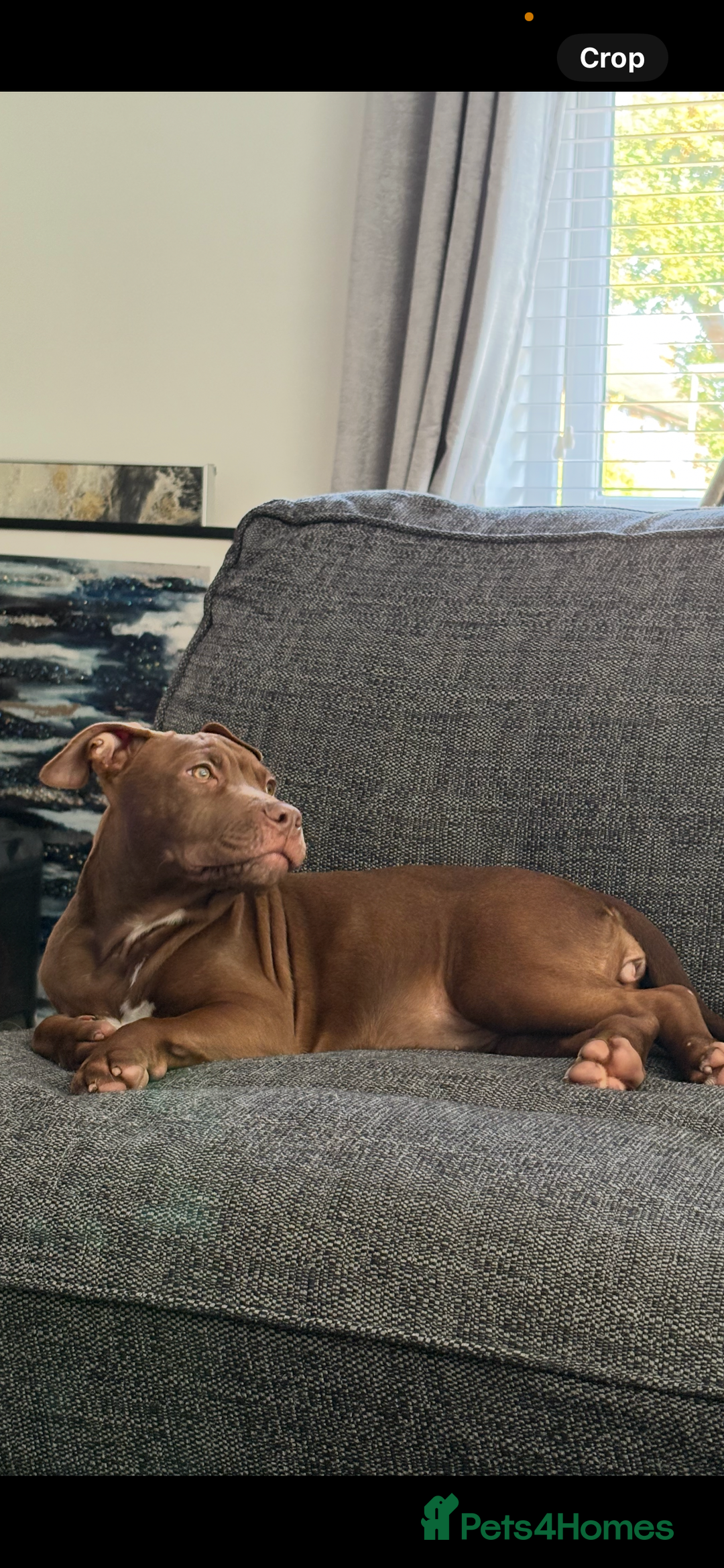 Mixed Breed dogs for sale: Bully cross puppy - Advert 4