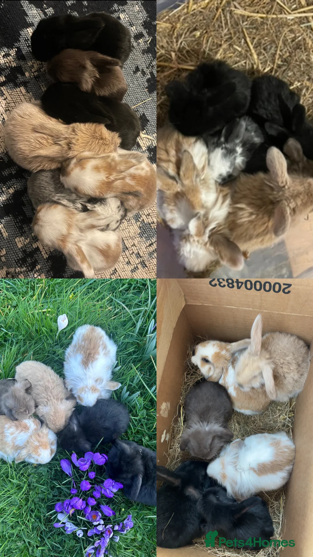 Mini Lop rabbits for sale: HAND-RAISED, FRIENDLIEST AND HOPPIEST BUNNYS 🥰🐰 - Advert 5