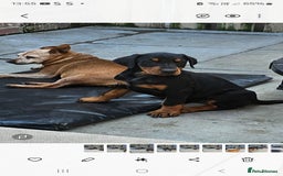 Dobermann dogs for sale: Top quality Dobermann puppies - Image 14
