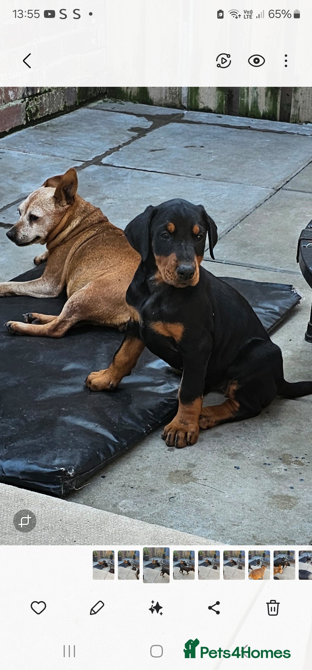 Dobermann dogs for sale: Top quality Dobermann puppies - Image 14