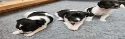 Jack Russell dogs for sale: Jack Russell puppies  in Saltash - Advert 3