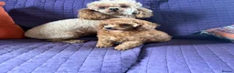 Toy Poodle dogs for sale: ⭐️ Licensed Breeder ⭐️ Red Toy Poodle  in Stoke-on-Trent - Advert 5