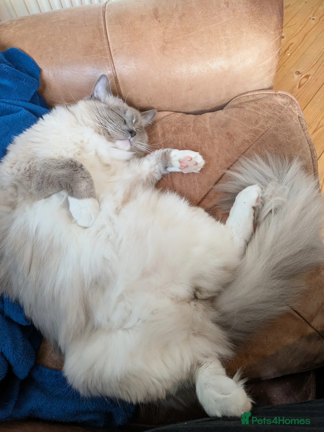 Ragdoll cats for sale: 16 months blue mitted ragdoll GCCF registered  - Advert 3