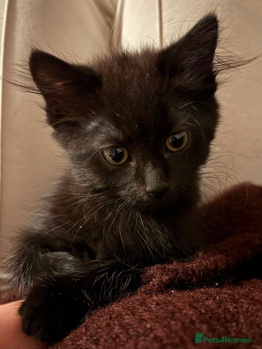 Mixed Breed cats for sale: Two beautiful boys wanting a loving home  - Advert 5