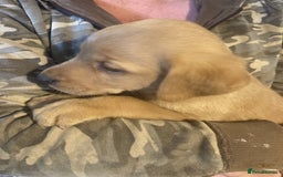 Labrador Retriever dogs for sale: Beautiful Black/yellow/foxred puppies! - Image 13