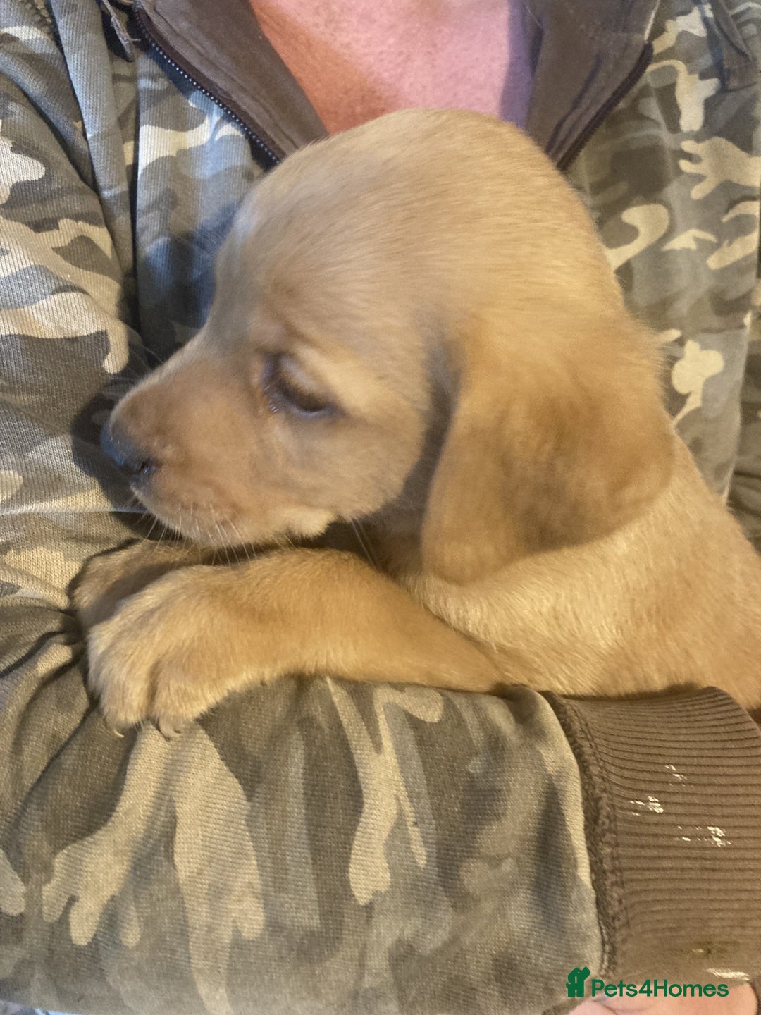Labrador Retriever dogs for sale: Beautiful Black/yellow/foxred puppies! - Image 13