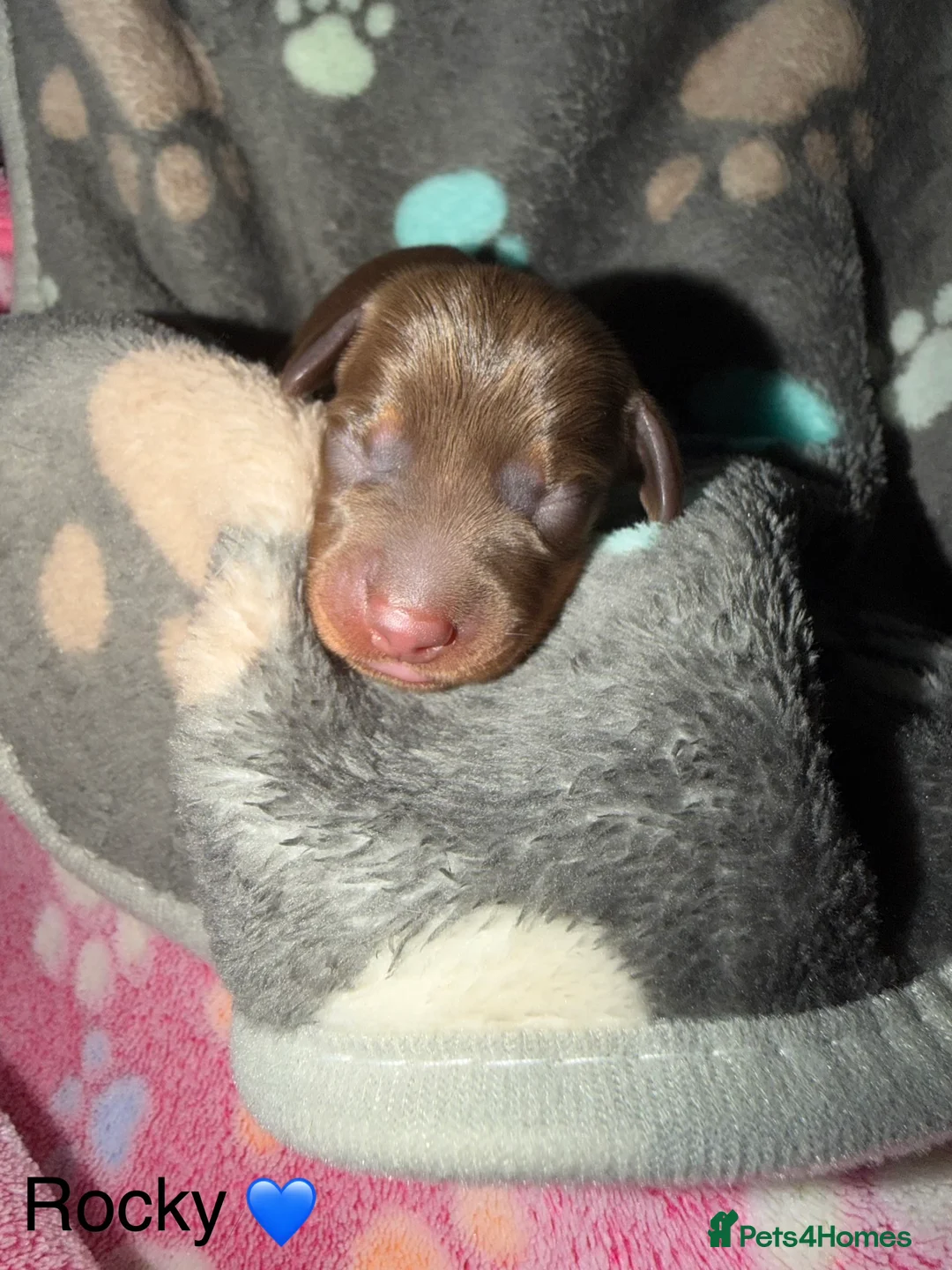 Miniature Dachshund dogs for sale: Miniature dachshund pups - Advert 2