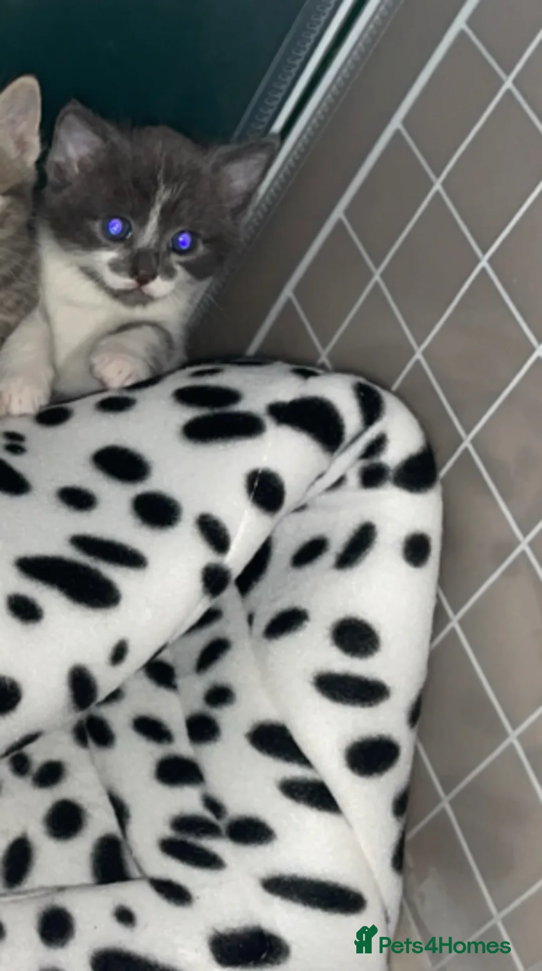 Mixed Breed cats for sale: Male grey and white kitten - Advert 3