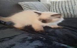 Ragdoll cats for sale: Ragdoll Kitten Ready for a Loving Home - Image 8