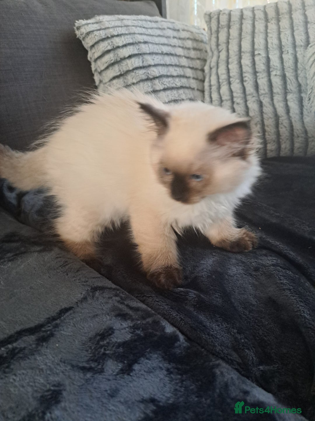 Ragdoll cats for sale: Ragdoll Kitten Ready for a Loving Home - Image 8