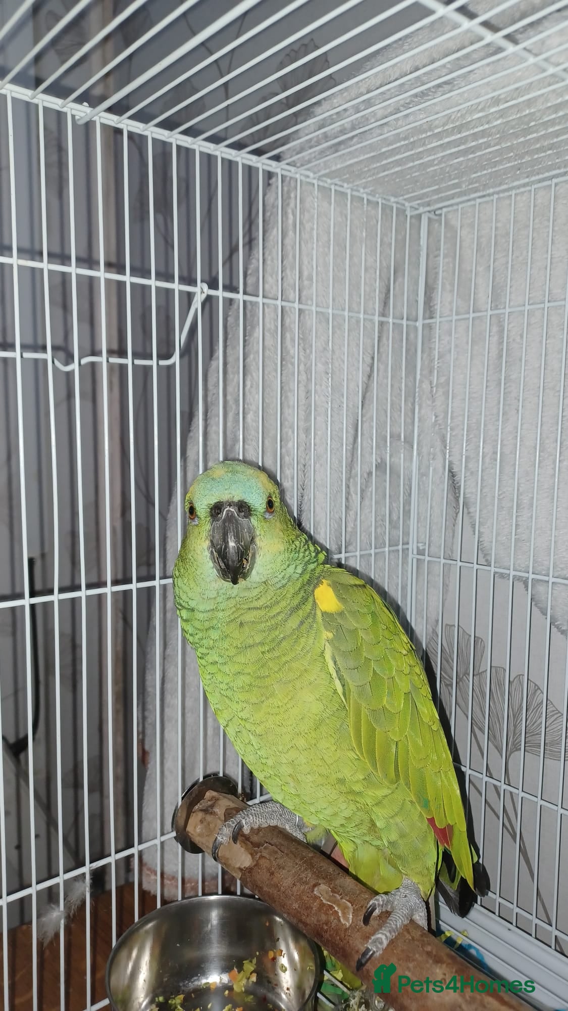 Parrots birds Beautiful blue fronted amazon parrot - Advert 13