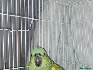 Parrots birds Beautiful blue fronted amazon parrot - Advert 1