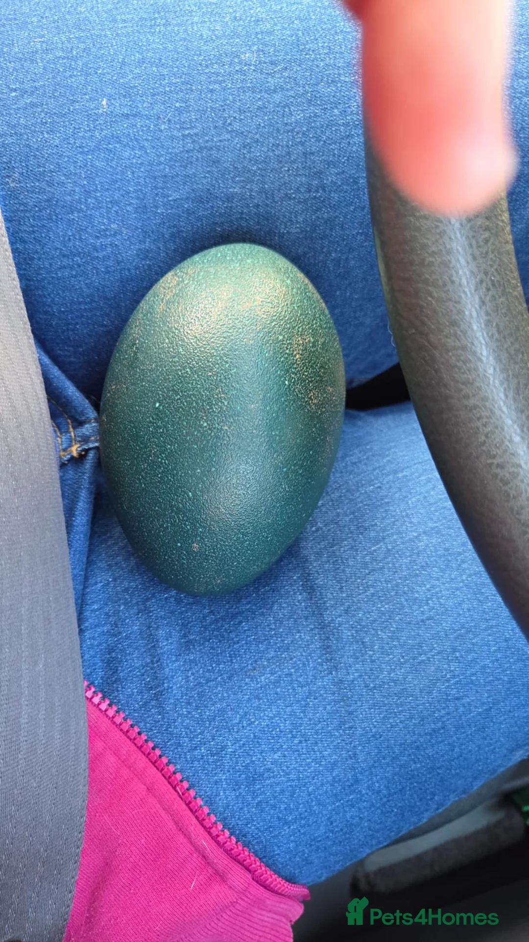 Emus poultry for sale: 1 emu egg - Advert 1