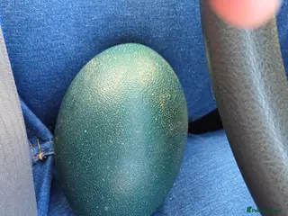 Emus poultry 1 emu egg - Advert 1