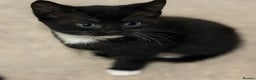 Mixed Breed cats for sale: READY NOW - beautiful black & white male kitten - Advert 7