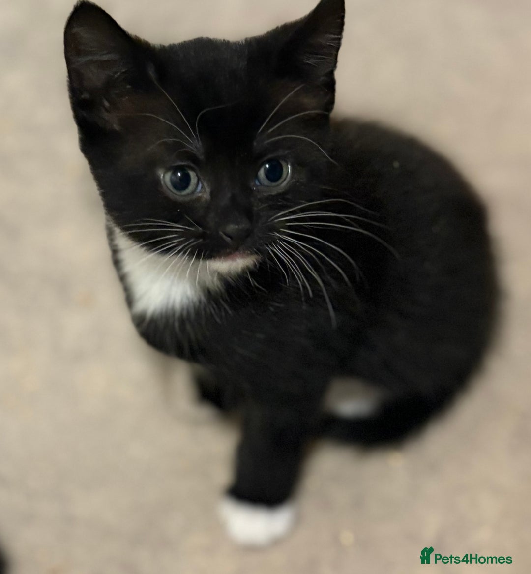 Mixed Breed cats for sale: 3 beautiful black and white kittens  - Image 7