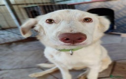 Labrador Retriever dogs for adoption: Milka - Image 3