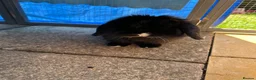 Mini Lop rabbits for sale: Black male mini lop & run/ home/ accessories  - Advert 2