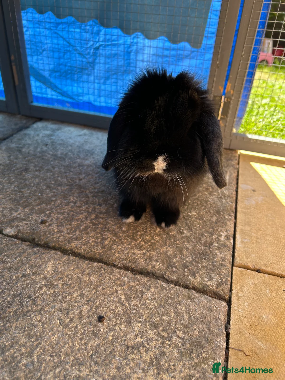 Mini Lop rabbits for sale: Black male mini lop & run/ home/ accessories  - Advert 2