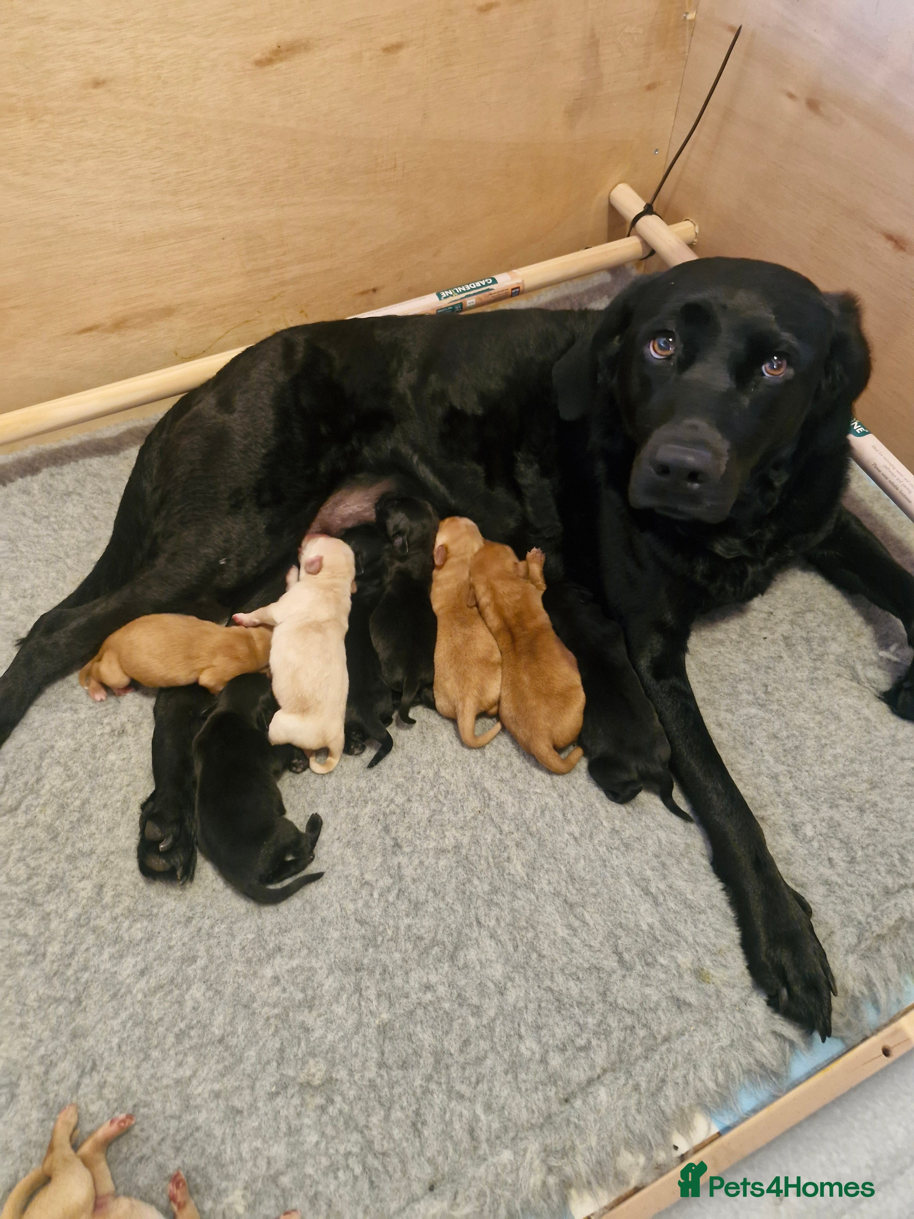 Labrador Retriever dogs Kc registered , health tested labrador pups.  - Advert 1