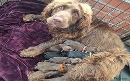 Mixed Breed dogs for sale:  Rare Little Glossy Chunks of Spaniel - Image 8