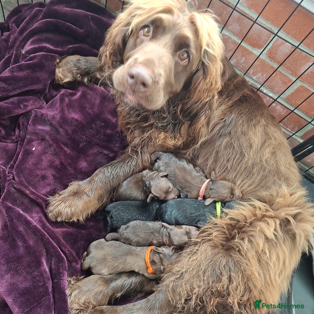 Mixed Breed dogs for sale:  Rare Little Glossy Chunks of Spaniel - Image 8
