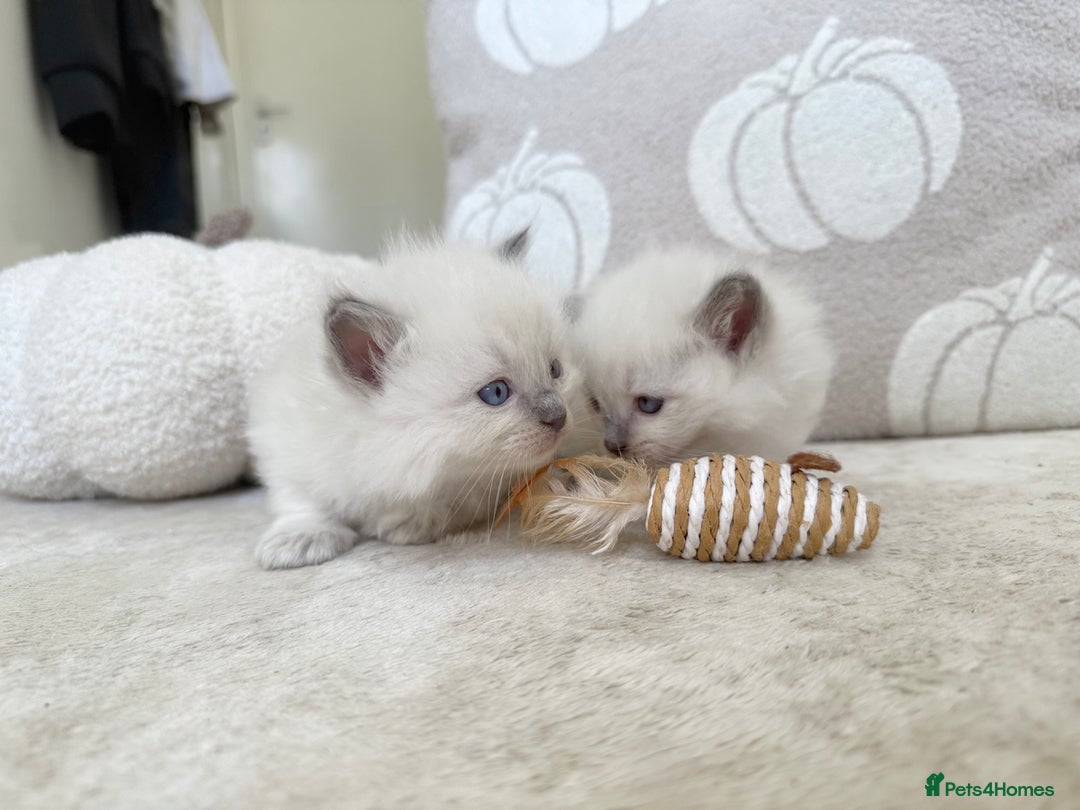 Ragdoll cats for sale: Blue Point Ragdoll Kittens! - Image 13