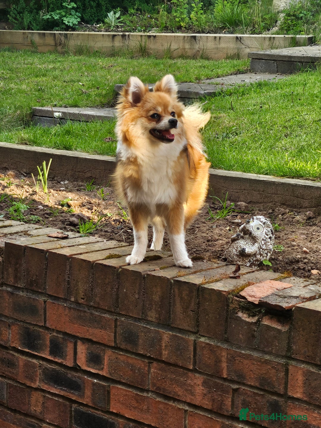 Pomeranian dogs for sale: Full pedigree Fox Pomeranian Female 10 months  - Image 5