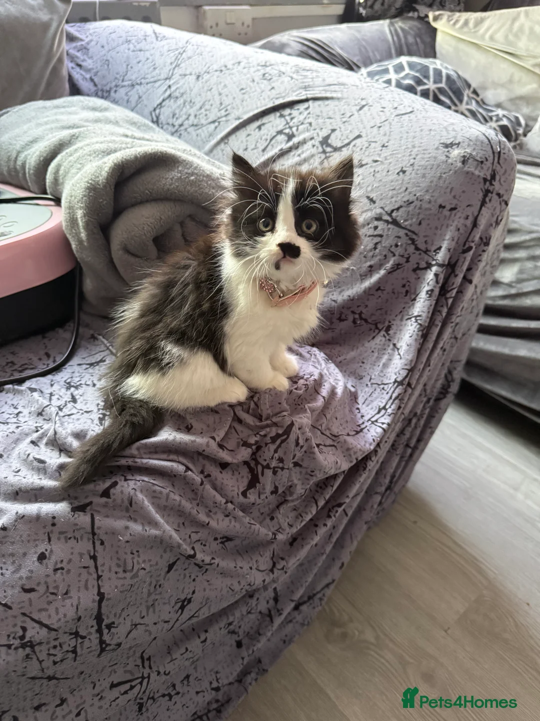 Ragcoon cats for sale: RAGCOONS  - Advert 18