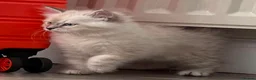Siberian cats for sale: Siberian Neva Masquerade  - Advert 6