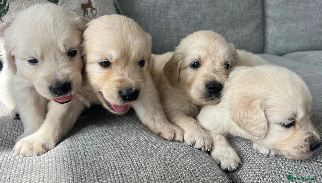Golden Retriever dogs for sale: KC REG Extensively Health tested cream/gold pups - Advert 1