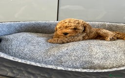 Cavapoo dogs for sale: Stunning F1bb Cavapoo puppies  - Image 8