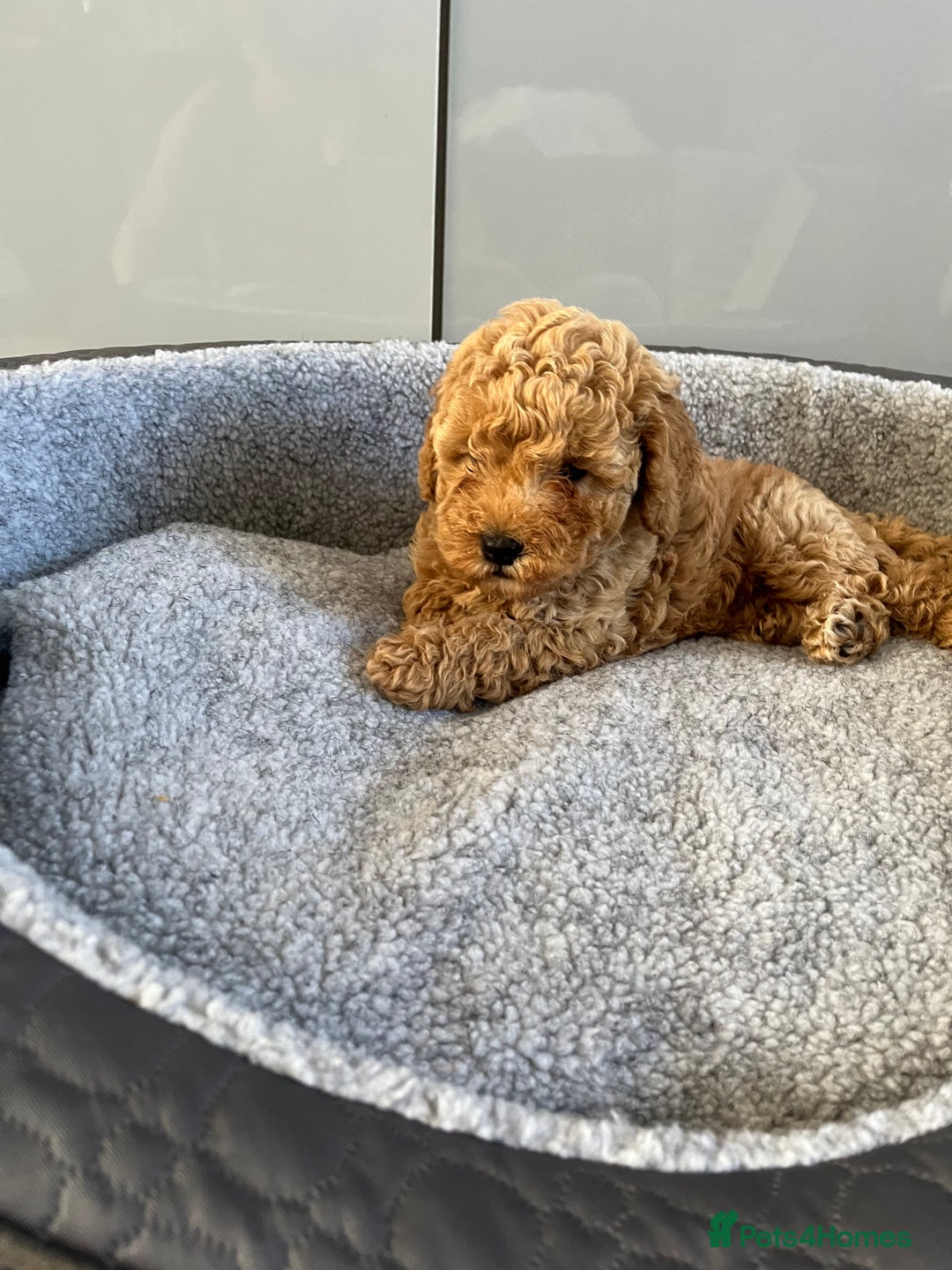 Cavapoo dogs for sale: Stunning F1bb Cavapoo puppies  - Image 8