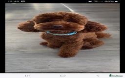 Cockapoo dogs for sale: Beautiful cockapoo puppies  - Image 28
