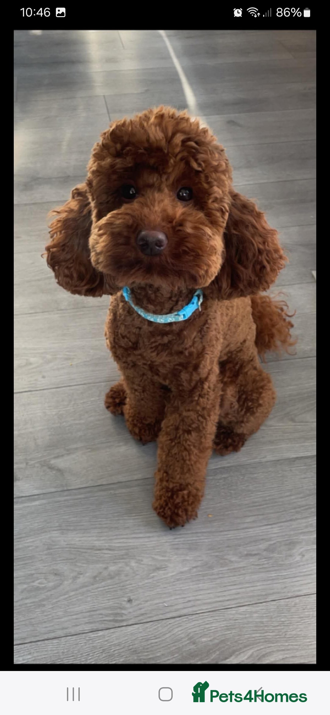 Cockapoo dogs for sale: Beautiful cockapoo puppies  - Image 28