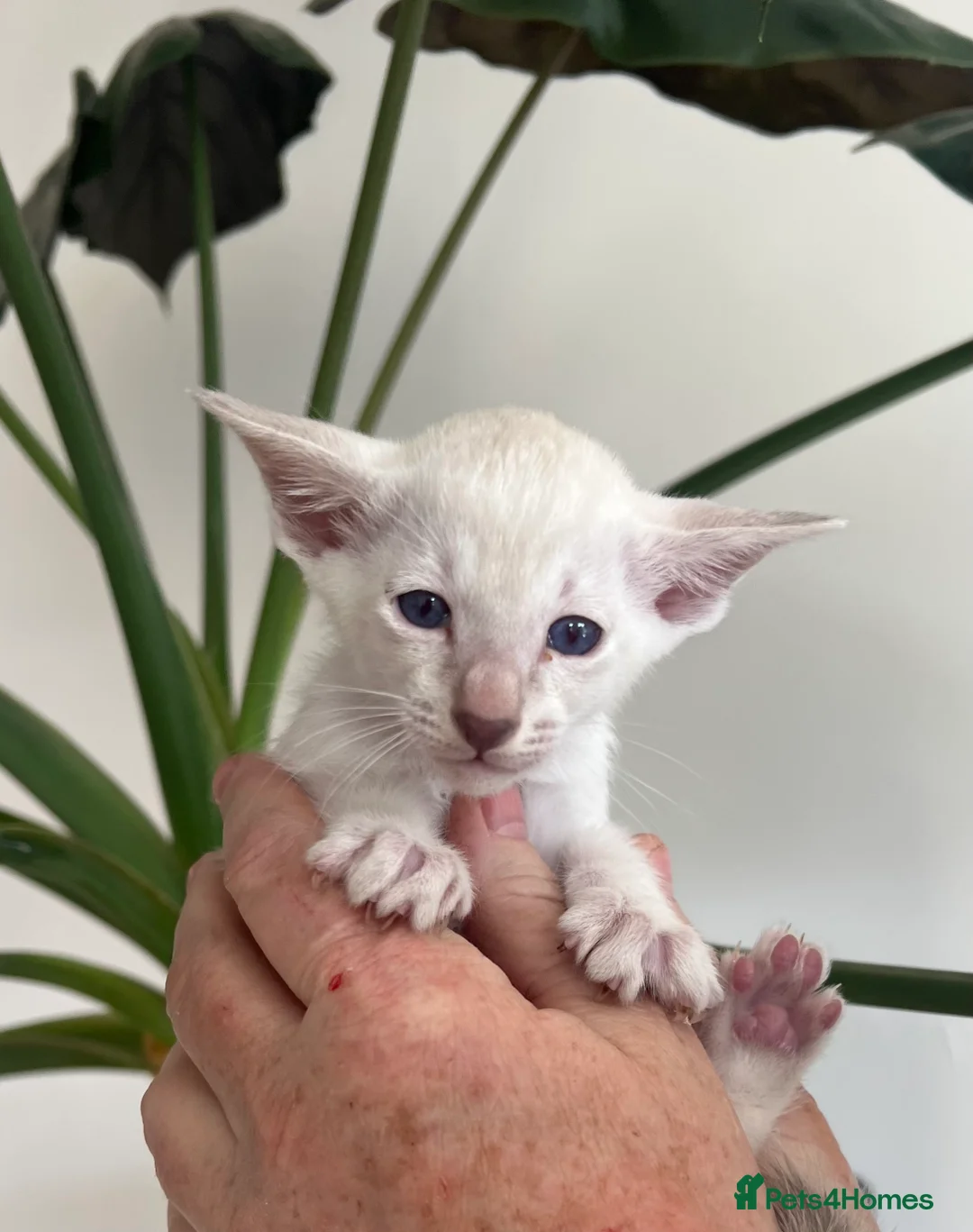 Siamese cats for sale: Siamese kittens - Advert 14