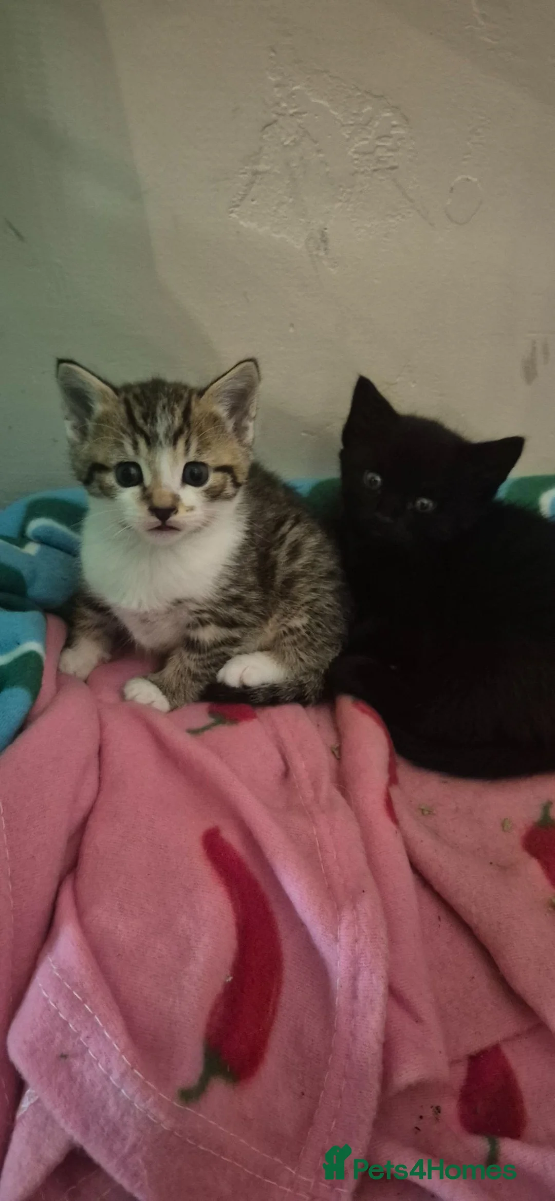 Mixed Breed cats for sale: 2 Beautiful Kittens Left  - Advert 11